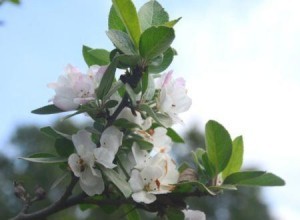agaclar-sonbaharda-cicek-acti-6120397_b-300x220 Ağaçlar Sonbaharda Çiçek Açtı Haberler 