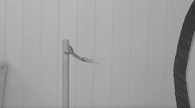 Kasırgalar Kertenkelelerin Ayaklarını Büyüttü!