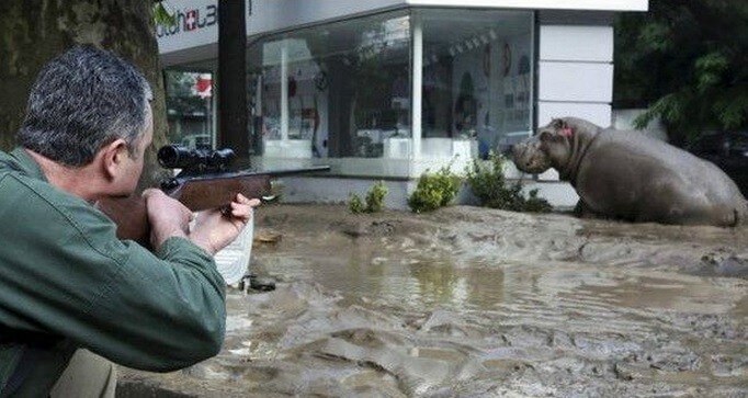 gurcistan-sel-su-aygiri Gürcistan'da sel felaketinde hayvanlar kaçtı ! Genel Haberler 