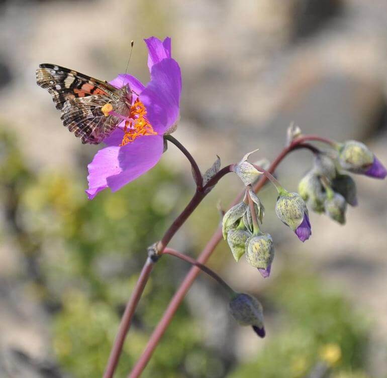 atacama-colu-2 Atacama Çölünde Çiçek Açtı ! Haberler  