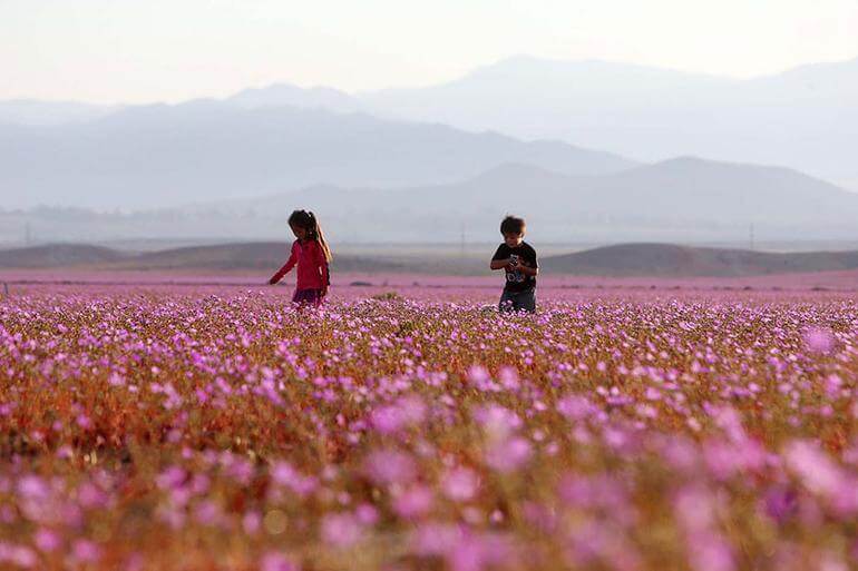 dunyanin-en-kurak-yeri Atacama Çölünde Çiçek Açtı ! Haberler  