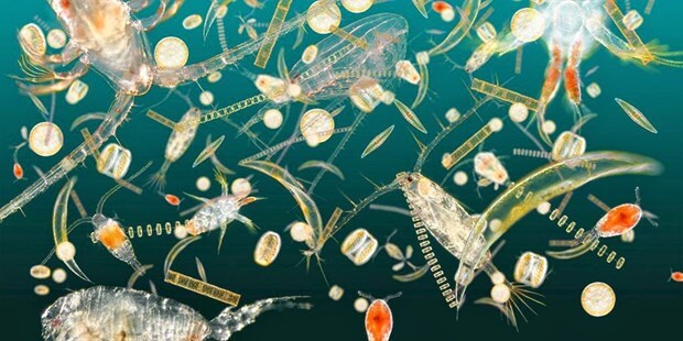 plankton-nedir İstanbul Boğazı Turkuaz Renkte... Genel Haberler  