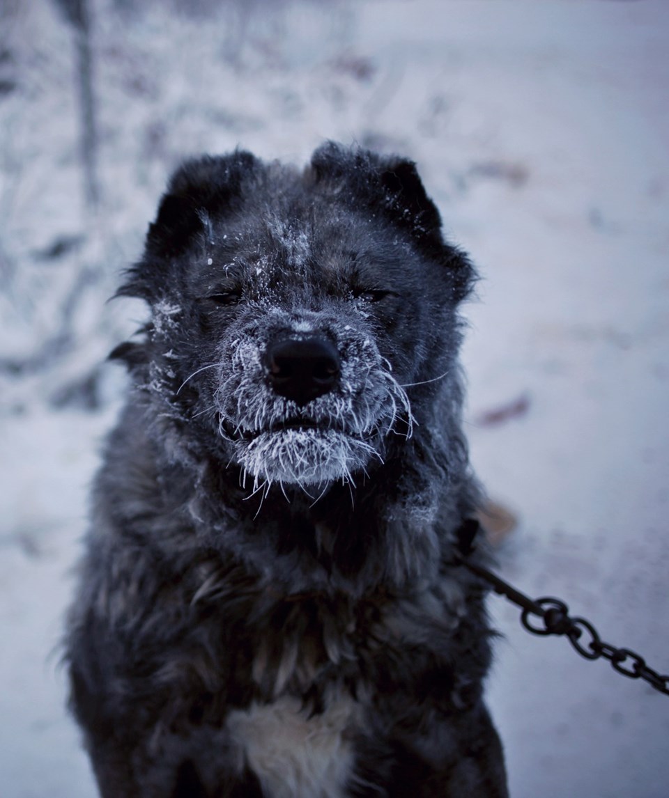 12 Dünyanın en soğuk şehri Yakutsk'da hayat... Foto Galerisi 