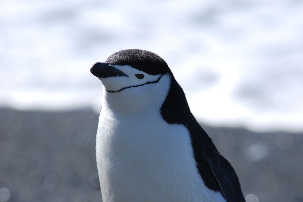 Antarktika’da Bulunan Bir Penguen Kolonisinde Birey Sayısı %77 Azaldı!