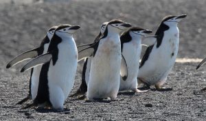 çember-sakalli-penguen-300x177 Antarktika'da Bulunan Bir Penguen Kolonisinde Birey Sayısı %77 Azaldı! Haberler  